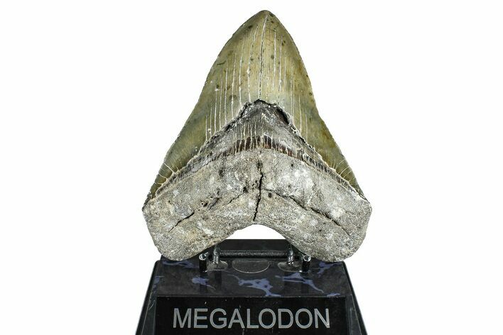Fossil Megalodon Tooth - North Carolina #371650